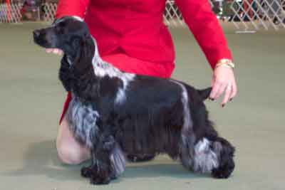 English Cocker Spaniel Pictures