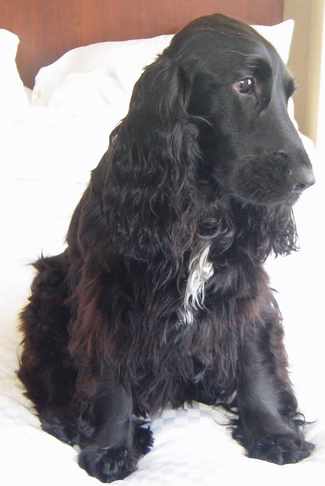 English Cocker Spaniel Puppies