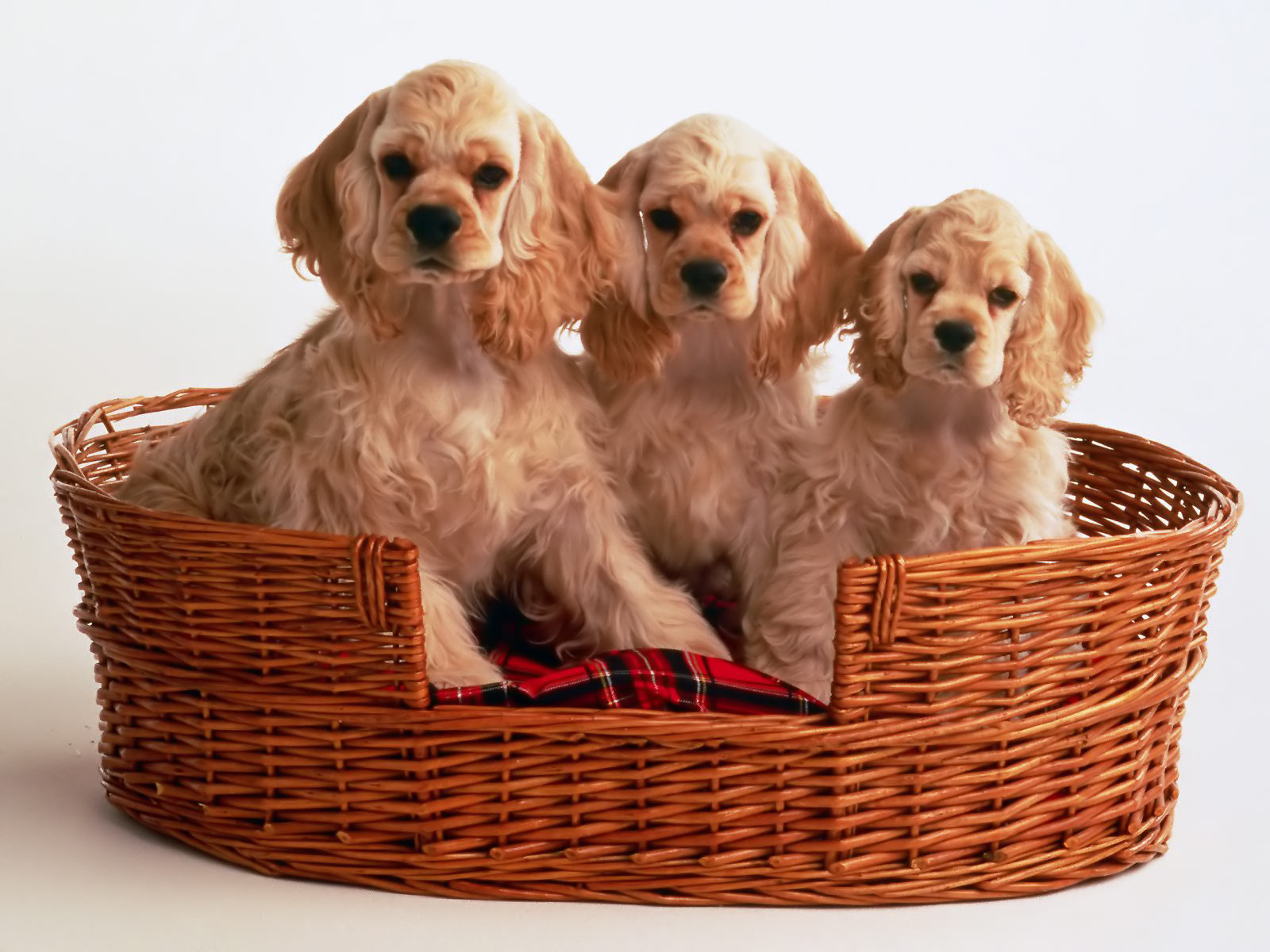 English Cocker Spaniel Puppies