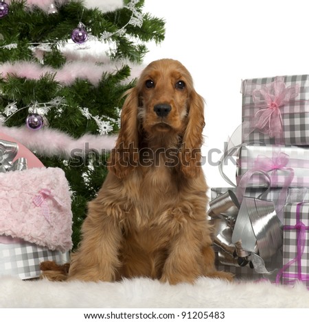 English Cocker Spaniel Puppies