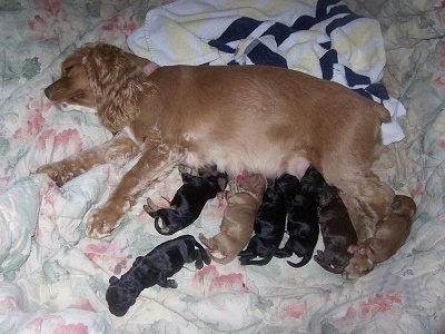 English Cocker Spaniel Puppies