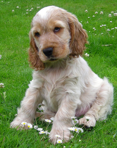 English Cocker Spaniel Puppies Black