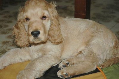 English Cocker Spaniel Puppies Black