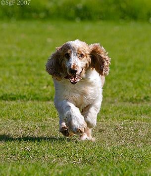 English Cocker Spaniel Puppies Black