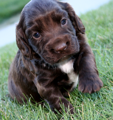 English Cocker Spaniel Puppies Black