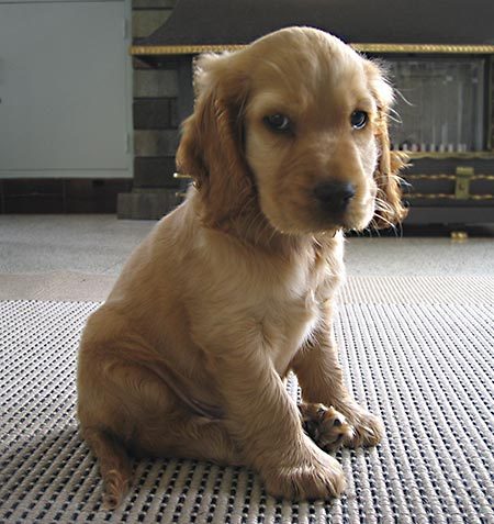 English Cocker Spaniel Puppies Black