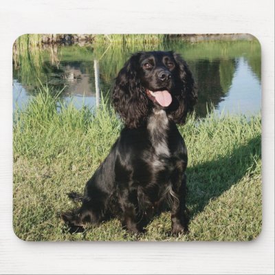 English Cocker Spaniel Puppies Black