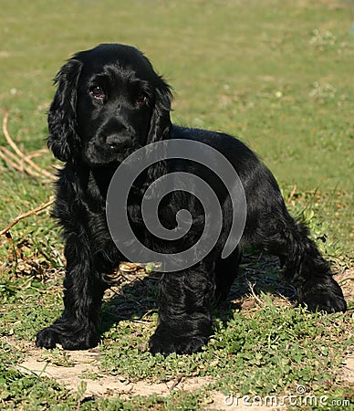 English Cocker Spaniel Puppies Black