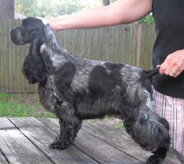 English Cocker Spaniel Puppies Blue Roan