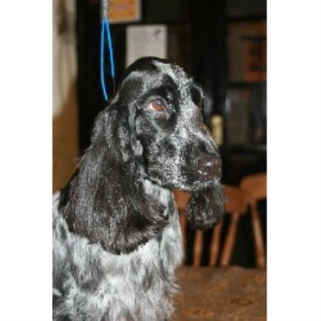 English Cocker Spaniel Puppies Blue Roan