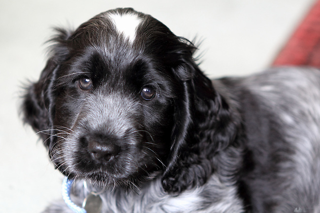 English Cocker Spaniel Puppies Blue Roan