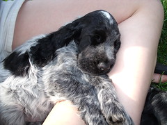 English Cocker Spaniel Puppies Blue Roan