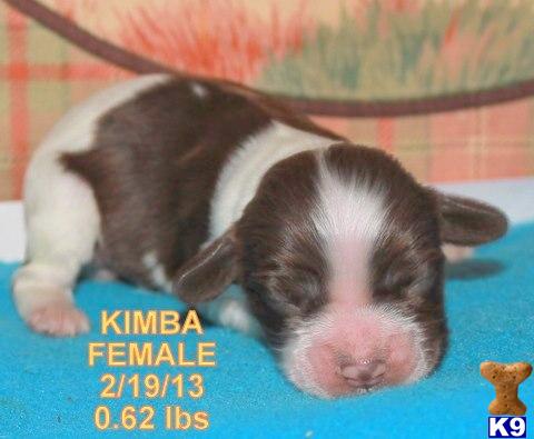 English Cocker Spaniel Puppies For Sale In Ga