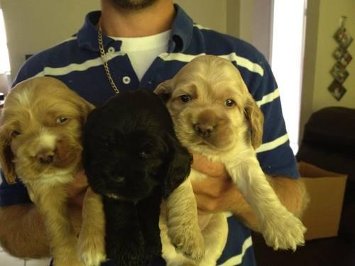 English Cocker Spaniel Puppies For Sale In Ga