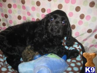 English Cocker Spaniel Puppies For Sale In Ny