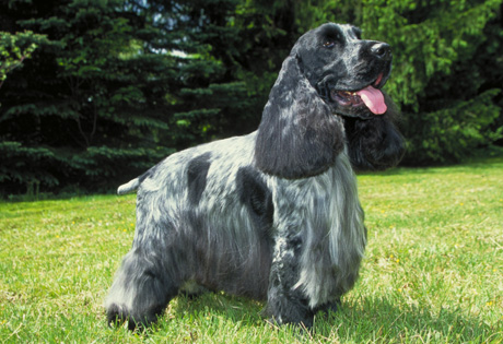 English Cocker Spaniel Puppies For Sale In Scotland