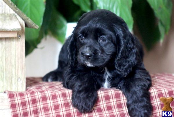 English Cocker Spaniel Puppies For Sale In Scotland