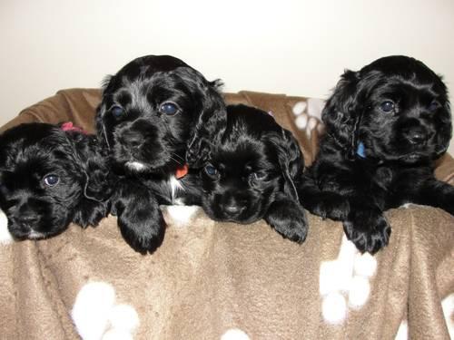 English Cocker Spaniel Puppies For Sale Minnesota