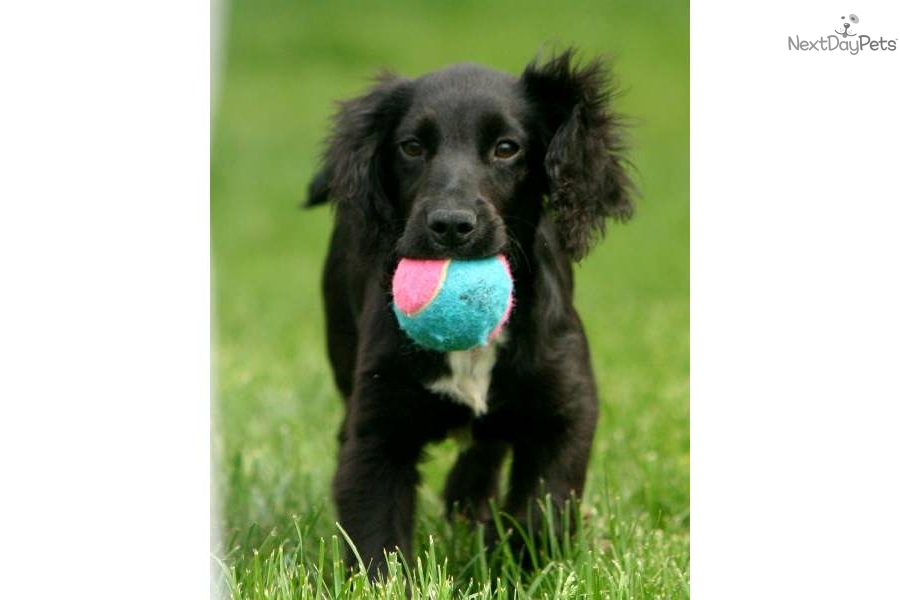 English Cocker Spaniel Puppies For Sale Minnesota