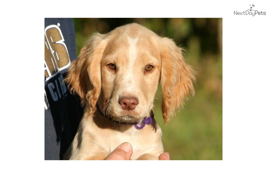 English Cocker Spaniel Puppies For Sale Minnesota