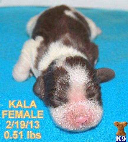 English Cocker Spaniel Puppies For Sale Texas