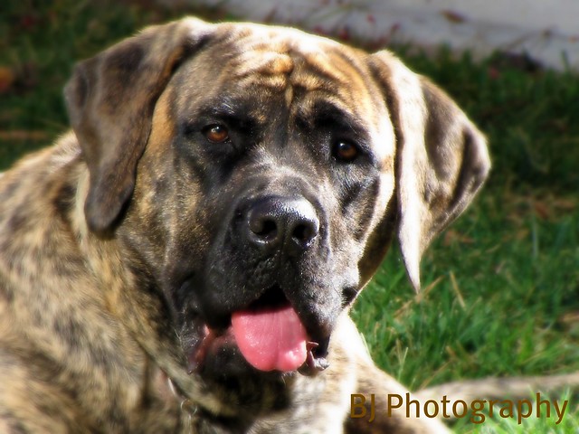 English Mastiff Brindle