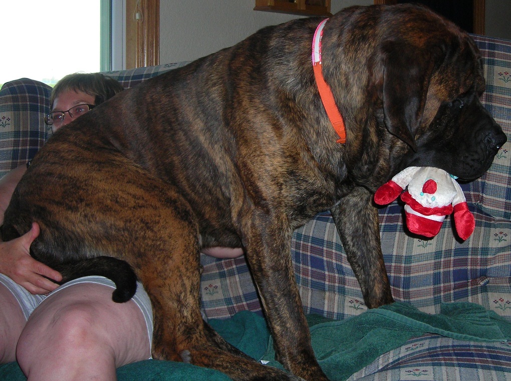 English Mastiff Brindle