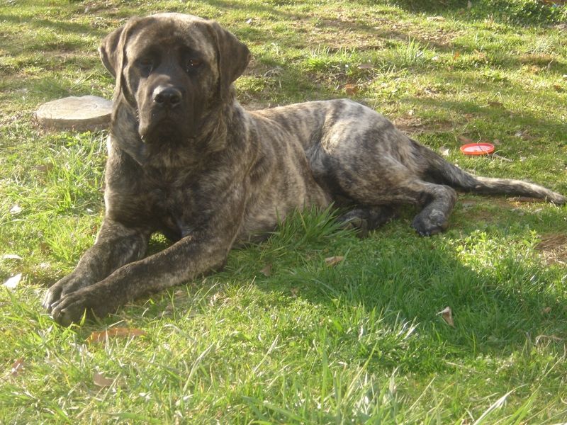 English Mastiff Brindle