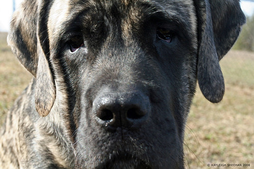 English Mastiff Brindle