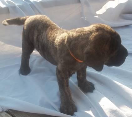 English Mastiff Brindle Puppies