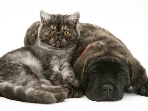 English Mastiff Brindle Puppies