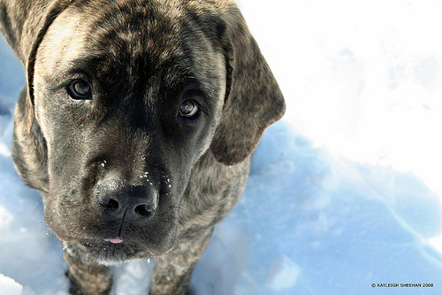 English Mastiff Brindle Puppies