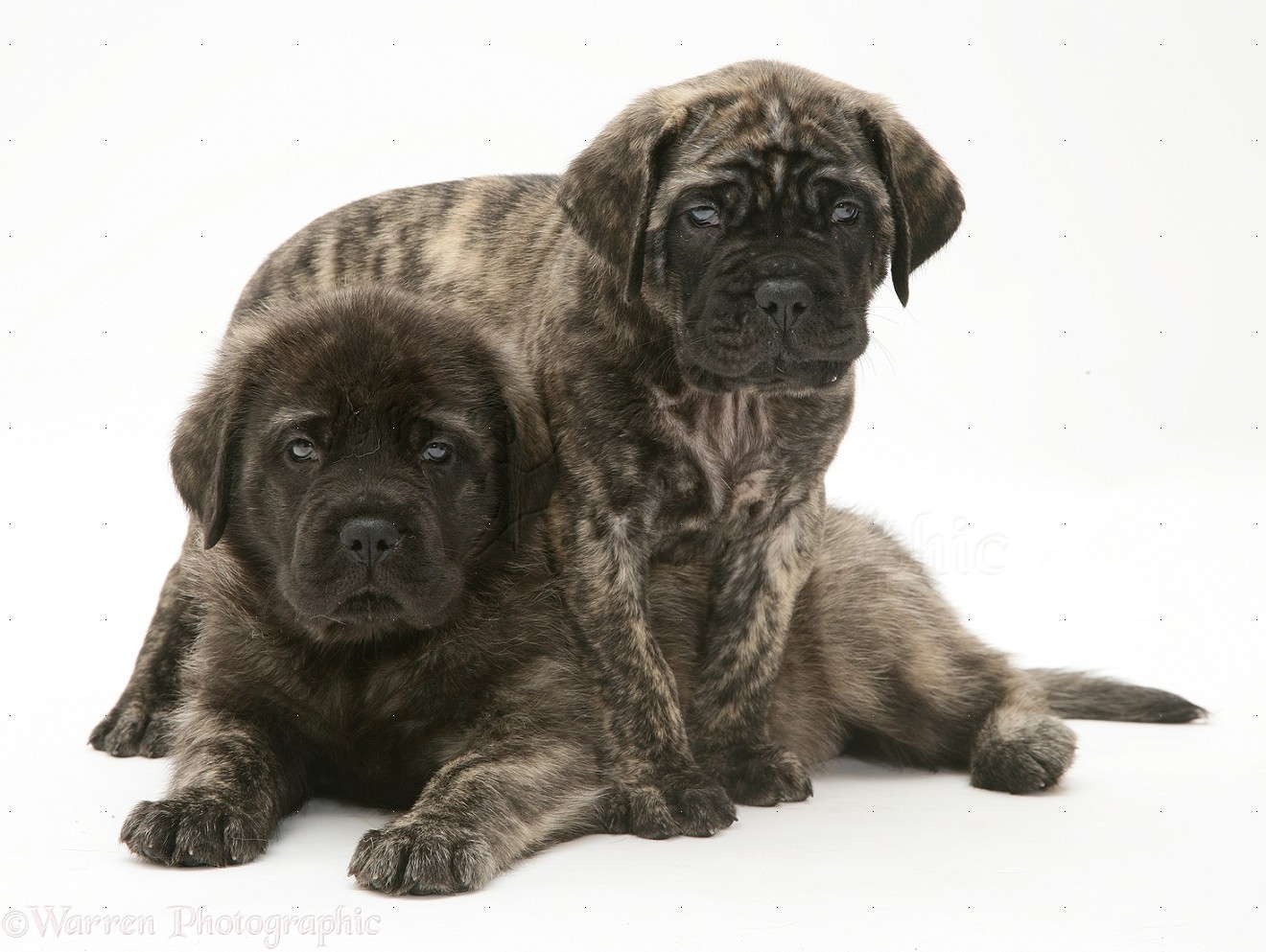 English Mastiff Brindle Puppies