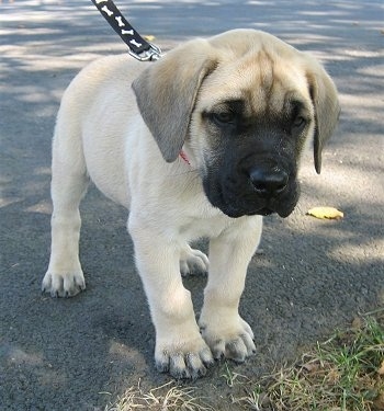 English Mastiff Brindle Puppies