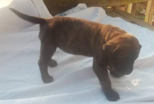 English Mastiff Brindle Puppies For Sale