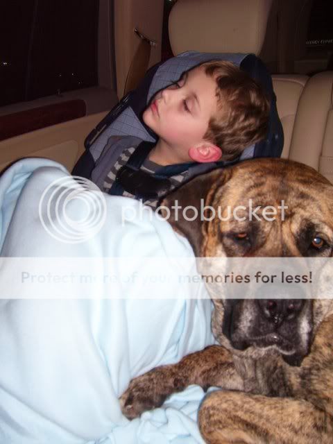 English Mastiff Brindle Puppies For Sale