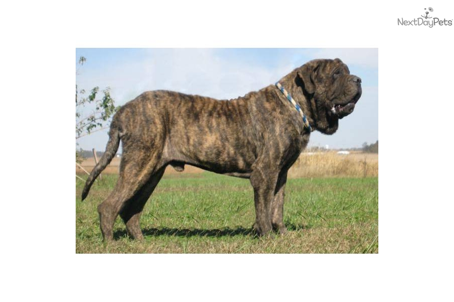 English Mastiff Brindle Puppies For Sale