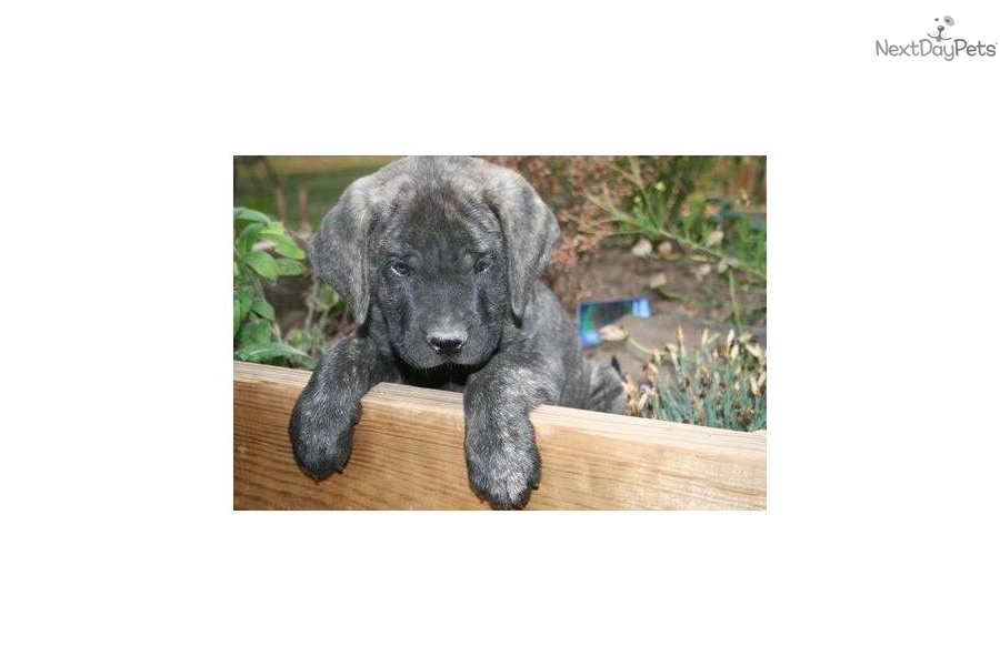 English Mastiff Brindle Puppies For Sale