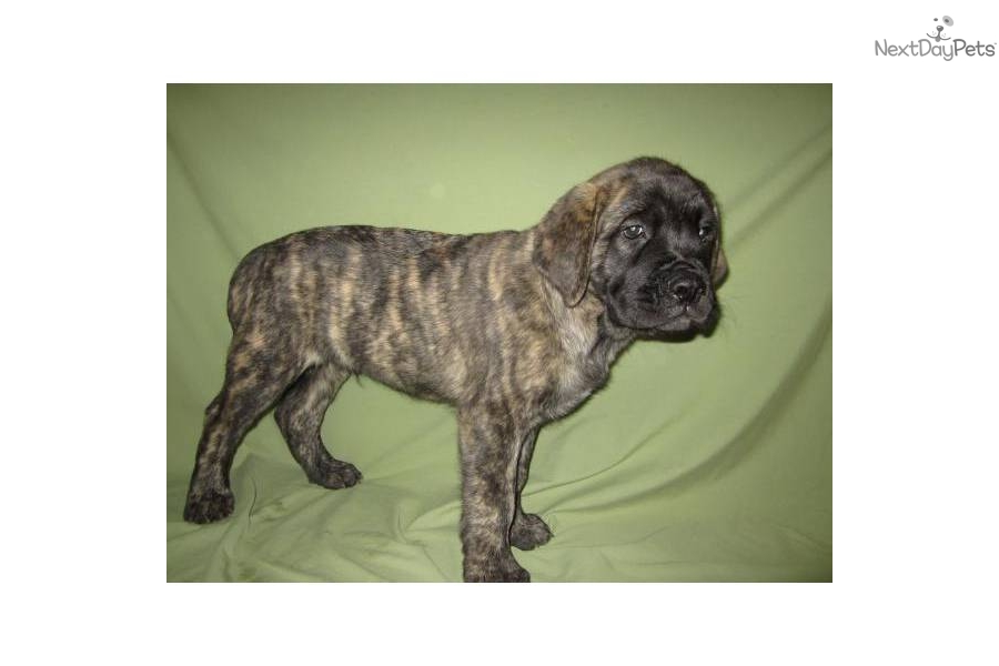 English Mastiff Brindle Puppies For Sale