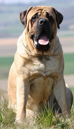 English Mastiff Dog