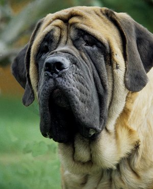 English Mastiff Dog