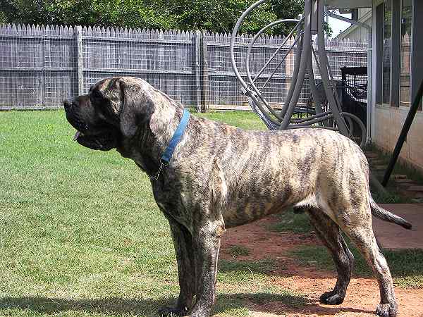 English Mastiff Dog