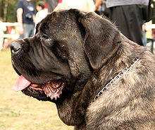 English Mastiff Dog