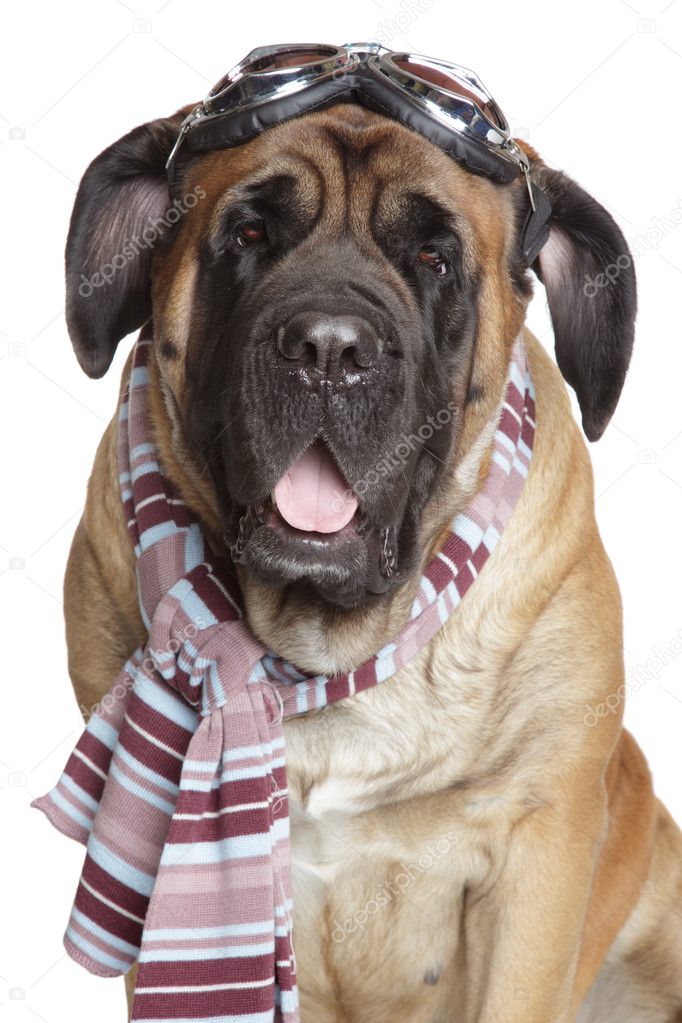 English Mastiff Dog