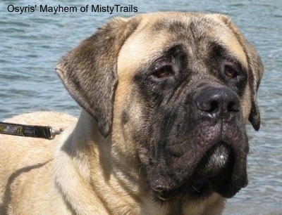 English Mastiff Dog