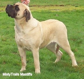 English Mastiff Dog Breed