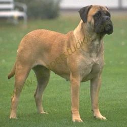 English Mastiff Dog Breed