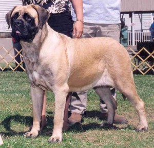 English Mastiff Dog Breed Info