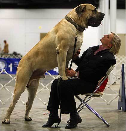 English Mastiff Dog Breed Info