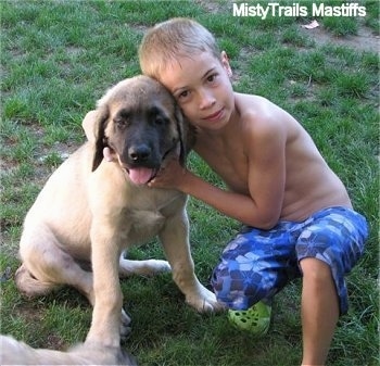 English Mastiff Dog Images